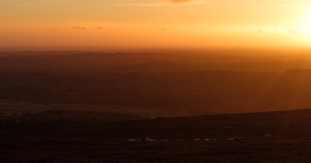 Left half of a sunrise diptych. The sun rises just above the horizon on the top right edge of the frame, casting layered shades of silhouetted hills in the morning haze. Sheep graze in the foreground, backlit by the sun.