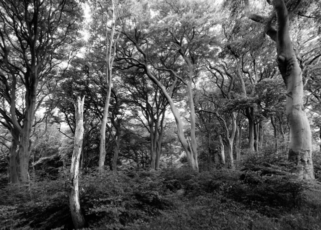 A black and white wide-angle image in a woodland. Some foreground bushes are surrounded by tall, looming, gnarly old trees.