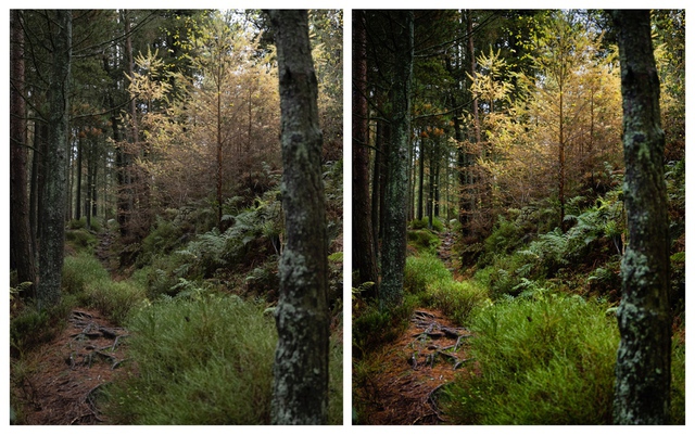 Before and after views of the same image taken at Simonside. The processed image shows deeper colours and greater depth, drawing the viewer into the scene through the trees.