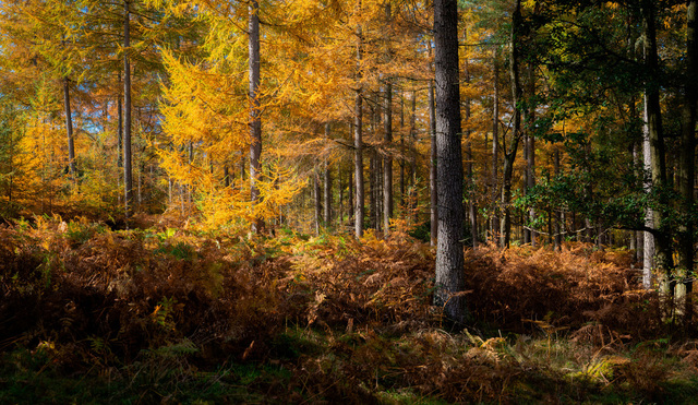 Warm golden light from the left falls across trees in a woodland. The leaves are mostly shades of yellow and orange for autumn, with a few green branches here and there.