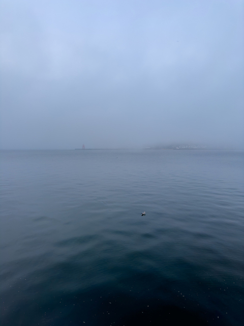 Still, smoothly undulating river water stretches out into a dense fog, with a beacon tower and some buildings on the far bank just poking out through the fret. In the foreground, a small White Sea bird sits on the still surface of the water.
