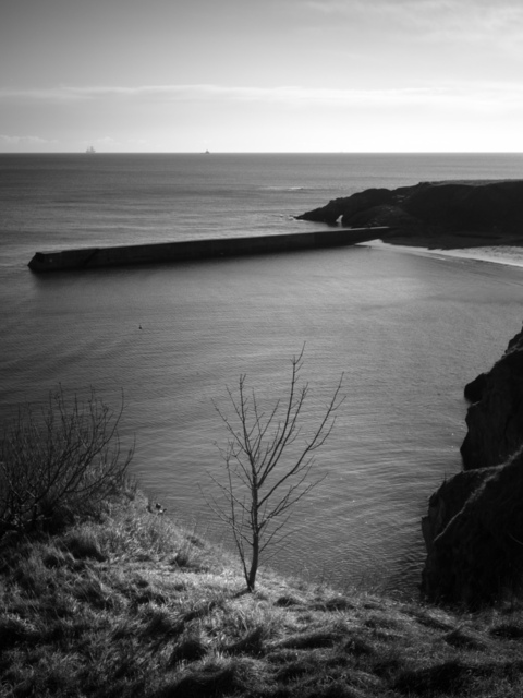 A high contrast black and white photograph of a small tree atop a cliff, with no leaves. In the background is a bay full of water at high tide, with a harbour wall cutting across the frame.