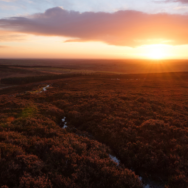 The sun rises over the horizon and just under a bank of cloud, throwing a warm orange glow over the foreground hill dropping away from the camera down to the coast. A tiny stream cuts through the thick heather, reflecting the sky as a bright highlight among the darker shrubbery.